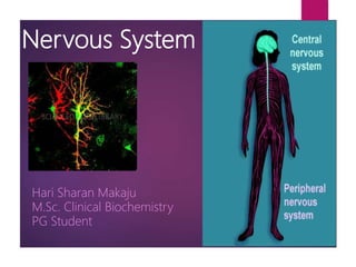 Nervous System
Hari Sharan Makaju
M.Sc. Clinical Biochemistry
PG Student
 