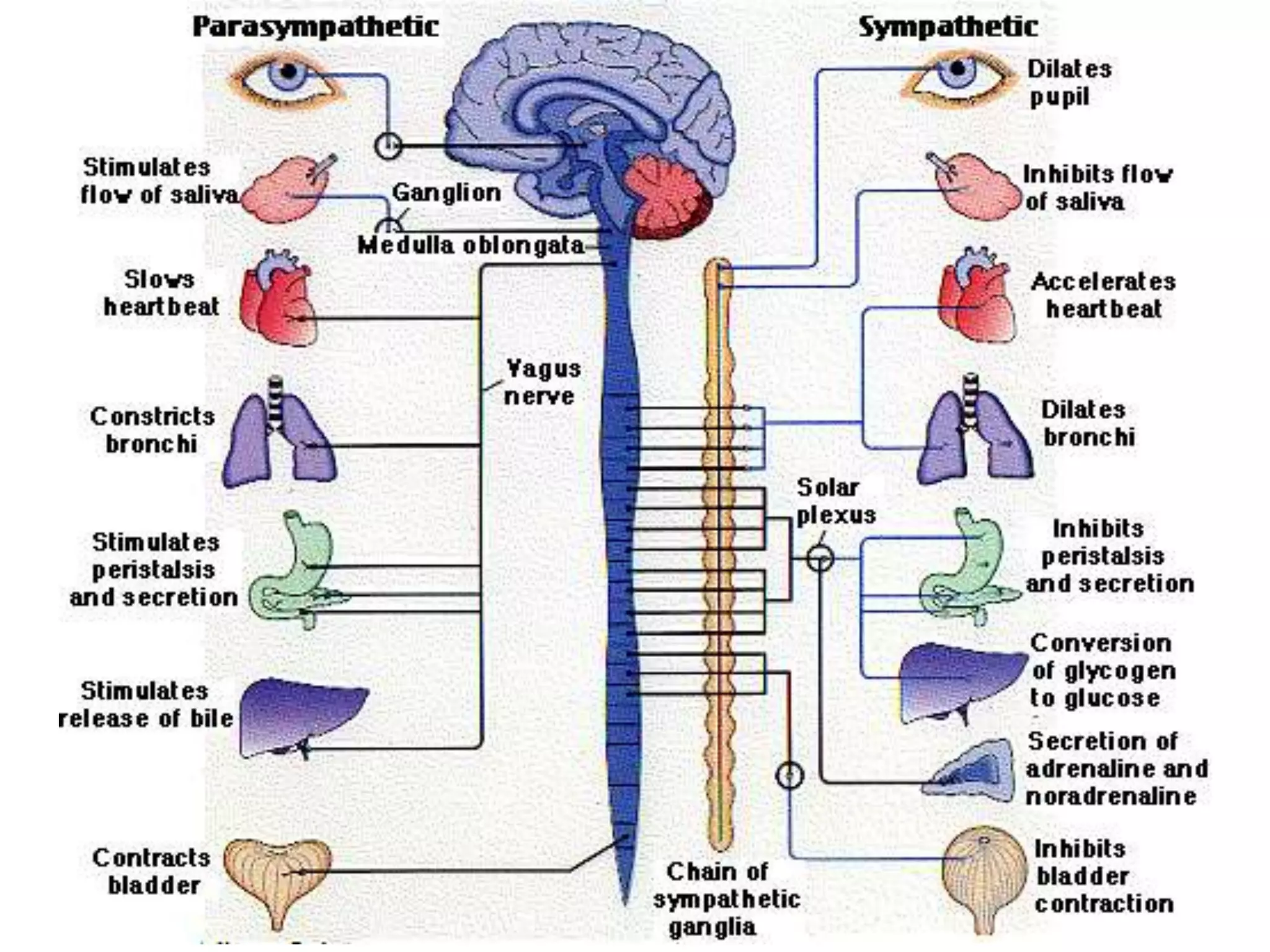 Nervous system ppt