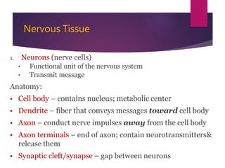 Nervous system ppt