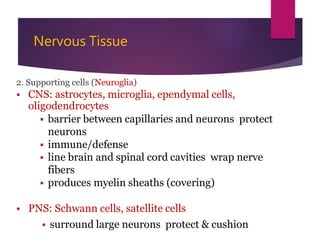 Nervous system ppt