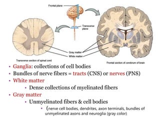 Nervous system ppt