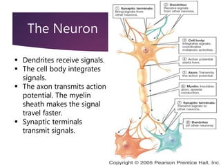Nervous system ppt