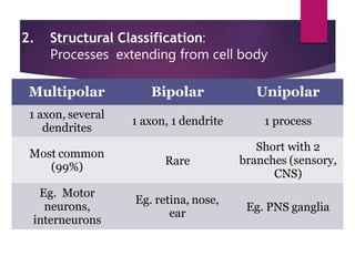 Nervous system ppt