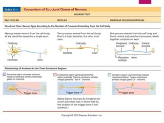 Nervous system ppt