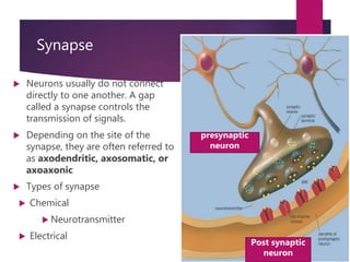 Nervous system ppt