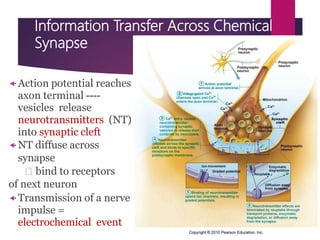 Nervous system ppt