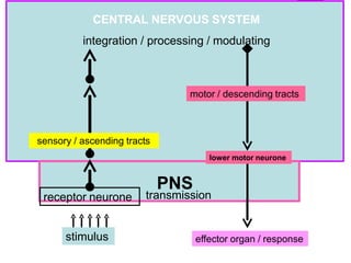 Nervous system ppt