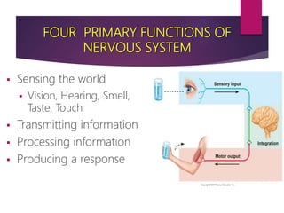 Nervous system ppt