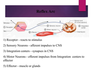 Nervous system ppt