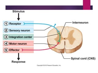 Nervous system ppt