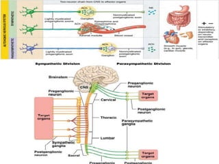 Nervous system ppt