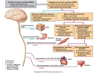 Nervous system ppt