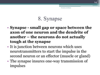 8. Synapse
• Synapse - small gap or space between the
axon of one neuron and the dendrite of
another – the neurons do not actually
tough at the synapse
• It is junction between neurons which uses
neurotransmitters to start the impulse in the
second neuron or an effector (muscle or gland)
• The synapse insures one-way transmission of
impulses
PHARMA EXPRESS
14
 