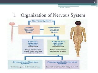 1. Organization of Nervous System
3
PHARMA EXPRESS
 