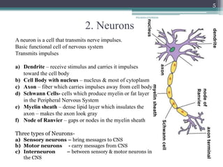 2. Neurons
A neuron is a cell that transmits nerve impulses.
Basic functional cell of nervous system
Transmits impulses
a) Dendrite – receive stimulus and carries it impulses
toward the cell body
b) Cell Body with nucleus – nucleus & most of cytoplasm
c) Axon – fiber which carries impulses away from cell body
d) Schwann Cells- cells which produce myelin or fat layer
in the Peripheral Nervous System
e) Myelin sheath – dense lipid layer which insulates the
axon – makes the axon look gray
f) Node of Ranvier – gaps or nodes in the myelin sheath
Three types of Neurons-
a) Sensory neurons – bring messages to CNS
b) Motor neurons - carry messages from CNS
c) Interneuron – between sensory & motor neurons in
the CNS
5
PHARMA EXPRESS
 
