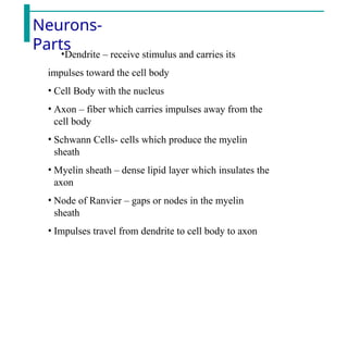 Neurons-
Parts
•Dendrite – receive stimulus and carries its
impulses toward the cell body
• Cell Body with the nucleus
• Axon – fiber which carries impulses away from the
cell body
• Schwann Cells- cells which produce the myelin
sheath
• Myelin sheath – dense lipid layer which insulates the
axon
• Node of Ranvier – gaps or nodes in the myelin
sheath
• Impulses travel from dendrite to cell body to axon
 