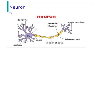 Neuron
s
 