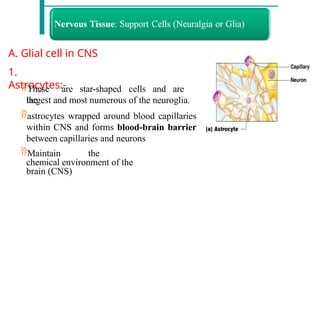 A. Glial cell in CNS
1.
Astrocytes:-
These are star-shaped cells and are
the
largest and most numerous of the neuroglia.
astrocytes wrapped around blood capillaries
within CNS and forms blood-brain barrier
between capillaries and neurons
Maintain the
chemical environment of the
brain (CNS)
 
