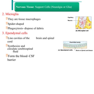 2. Microglia
They are tissue macrophages
Spider-shaped
Phagocytosis- dispose of debris
3. Ependymal cells
Line cavities of the brain and spinal
cord
Synthesize and
circulate cerebrospinal
fluid
Form the blood–CSF
barrier
 