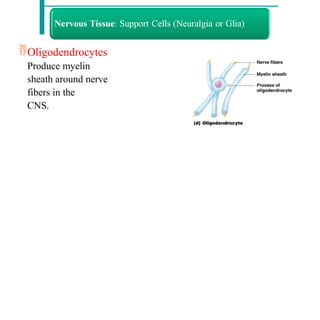 Oligodendrocytes
Produce myelin
sheath around nerve
fibers in the
CNS.
 
