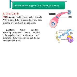 B. Glial Cell in
PNS
1.Schwann Cells-These cells encircle
PNS axons. Like oligodendrocytes, they
form the myelin sheath around axons.
2.Satellite Cells- Besides
providing structural support, satellite
cells regulate the exchanges of
materials between neuronal cell bodies
and interstitial fluid.
 