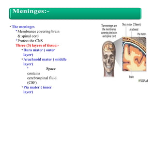 • The meninges
•Membranes covering brain
& spinal cord
•Protect the CNS
Three (3) layers of tissue:-
• Dura mater ( outer
layer)
•Arachnoid mater ( middle
layer)
• Space
contains
cerebrospinal fluid
(CSF)
• Pia mater ( inner
layer)
 