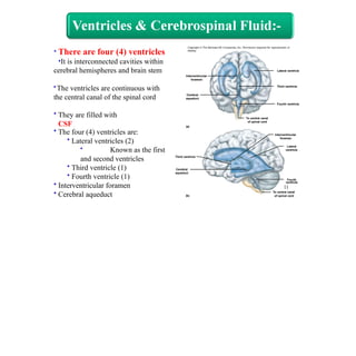 • There are four (4) ventricles
•It is interconnected cavities within
cerebral hemispheres and brain stem
•The ventricles are continuous with
the central canal of the spinal cord
• They are filled with
CSF
• The four (4) ventricles are:
• Lateral ventricles (2)
• Known as the first
and second ventricles
• Third ventricle (1)
• Fourth ventricle (1)
• Interventricular foramen
• Cerebral aqueduct
Lateral ventricle
Third ventricle
Fourth ventricle
(a)
Interventricular
foramen
Cerebral
aqueduct
To central canal
of spinal cord
Copyright © The McGraw-Hill Companies, Inc. Permission required for reproduction or
display.
Third ventricle
(b)
Cerebral
aqueduct
Fourth
ventricle
11
To central canal
of spinal cord
Lateral
ventricle
Interventricular
foramen
 