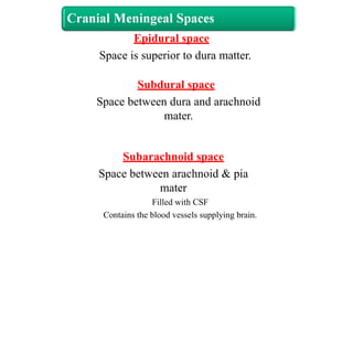 Space is superior to dura matter.
Subdural space
Space between dura and arachnoid
mater.
Subarachnoid space
Space between arachnoid & pia
mater
Filled with CSF
Contains the blood vessels supplying brain.
Epidural space
 