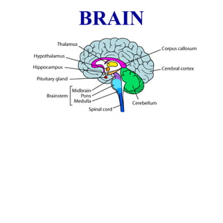BRAIN
 