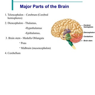 Major Parts of the Brain
1. Telencephalon – Cerebrum (Cerebral
hemispheres)
2. Diencephalon - Thalamus,
-Hypothalamus
-Epithalamus,
3. Brain stem - Medulla Oblangata
- Pons
- Midbrain (mesencephalon)
4. Cerebellum
 