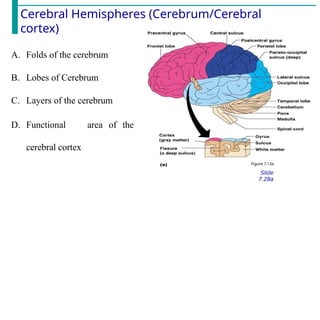 Cerebral Hemispheres (Cerebrum/Cerebral
cortex)
Figure 7.13a
Slide
7.28a
A. Folds of the cerebrum
B. Lobes of Cerebrum
C. Layers of the cerebrum
D. Functional area of the
cerebral cortex
 