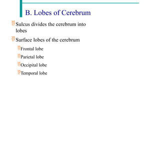 B. Lobes of Cerebrum
Sulcus divides the cerebrum into
lobes
Surface lobes of the cerebrum
Frontal lobe
Parietal lobe
Occipital lobe
Temporal lobe
 