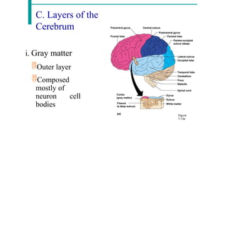 C. Layers of the
Cerebrum
i. Gray matter
Outer layer
Composed
mostly of
neuron cell
bodies
Figure
7.13a
 