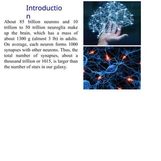 Introductio
n
About 85 billion neurons and 10
trillion to 50 trillion neuroglia make
up the brain, which has a mass of
about 1300 g (almost 3 lb) in adults.
On average, each neuron forms 1000
synapses with other neurons. Thus, the
total number of synapses, about a
thousand trillion or 1015, is larger than
the number of stars in our galaxy.
 