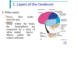 C. Layers of the Cerebrum
ii. White matter
Nerve fiber
tracts the gray
matter
inside
Deep within the brain,
the hemispheres are
connected by a mass of
white matter (nerve
fibers) called the
corpus callosum.
Figure 7.13a
Slide
7.33b
 