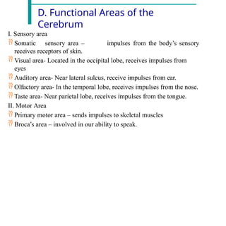 D. Functional Areas of the
Cerebrum
I. Sensory area
 Somatic sensory area –
receives receptors of skin.
impulses from the body’s sensory
 Visual area- Located in the occipital lobe, receives impulses from
eyes
 Auditory area- Near lateral sulcus, receive impulses from ear.
 Olfactory area- In the temporal lobe, receives impulses from the nose.
 Taste area- Near parietal lobe, receives impulses from the tongue.
II. Motor Area
 Primary motor area – sends impulses to skeletal muscles
 Broca’s area – involved in our ability to speak.
 