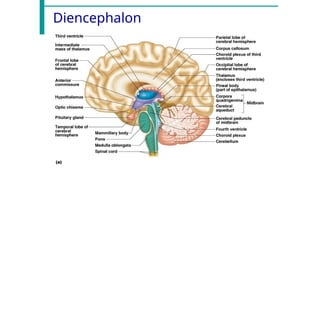 Diencephalon
 