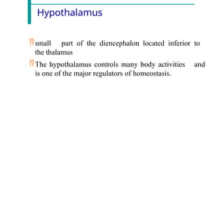 Hypothalamus
small part of the diencephalon located inferior to
the thalamus
The hypothalamus controls many body activities and
is one of the major regulators of homeostasis.
 