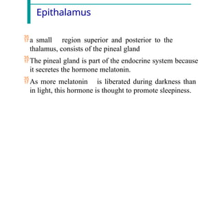 Epithalamus
a small region superior and posterior to the
thalamus, consists of the pineal gland
The pineal gland is part of the endocrine system because
it secretes the hormone melatonin.
As more melatonin is liberated during darkness than
in light, this hormone is thought to promote sleepiness.
 