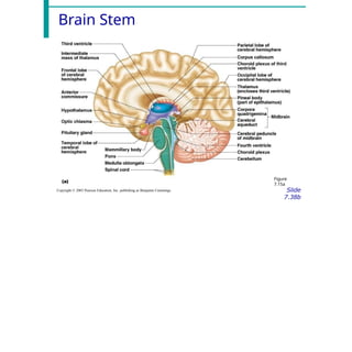 Brain Stem
Slide
7.38b
Copyright © 2003 Pearson Education, Inc. publishing as Benjamin Cummings
Figure
7.15a
 
