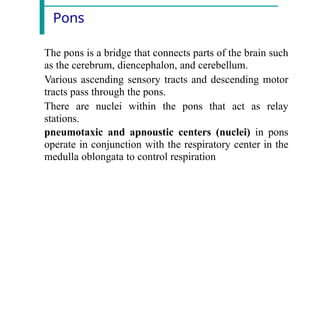 Pons
The pons is a bridge that connects parts of the brain such
as the cerebrum, diencephalon, and cerebellum.
Various ascending sensory tracts and descending motor
tracts pass through the pons.
There are nuclei within the pons that act as relay
stations.
pneumotaxic and apnoustic centers (nuclei) in pons
operate in conjunction with the respiratory center in the
medulla oblongata to control respiration
 