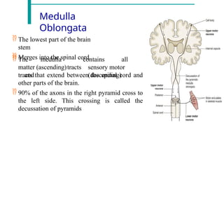 Medulla
Oblongata
 The lowest part of the brain
stem
 Merges into the spinal cord
 The medulla
matter (ascending)tracts
and
contains all
sensory motor
(descending)
tracts that extend between the spinal cord and
other parts of the brain.
 90% of the axons in the right pyramid cross to
the left side. This crossing is called the
decussation of pyramids
 