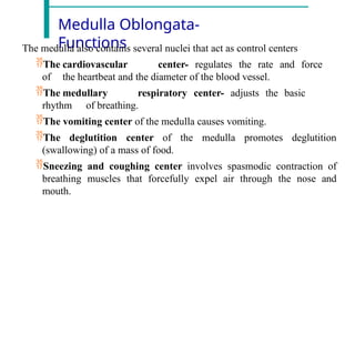 Medulla Oblongata-
Functions
The medulla also contains several nuclei that act as control centers
The cardiovascular center- regulates the rate and force
of the heartbeat and the diameter of the blood vessel.
The medullary respiratory center- adjusts the basic
rhythm of breathing.
The vomiting center of the medulla causes vomiting.
The deglutition center of the medulla promotes deglutition
(swallowing) of a mass of food.
Sneezing and coughing center involves spasmodic contraction of
breathing muscles that forcefully expel air through the nose and
mouth.
 