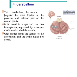 4. Cerebellum
The cerebellum, the second
largest
posterior
part of the brain located
and inferior part
in the
of the
cranial cavity.
It is ovoid in shape and has two
hemispheres, separated by a narrow
median strip called the vermis.
Grey matter forms the surface of the
cerebellum, and the white matter lies
deeply.
 
