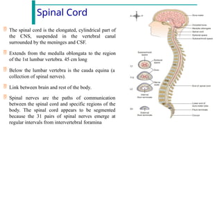 Spinal Cord
 The spinal cord is the elongated, cylindrical part of
the CNS, suspended in the vertebral canal
surrounded by the meninges and CSF.
 Extends from the medulla oblongata to the region
of the 1st lumbar vertebra. 45 cm long
 Below the lumbar vertebra is the cauda equina (a
collection of spinal nerves).
 Link between brain and rest of the body.
 Spinal nerves are the paths of communication
between the spinal cord and specific regions of the
body. The spinal cord appears to be segmented
because the 31 pairs of spinal nerves emerge at
regular intervals from intervertebral foramina
 