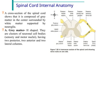 Spinal Cord Internal Anatomy
 A cross-section of the spinal cord
shows that it is composed of grey
matter in the center surrounded by
white matter supported by
neuroglia.
 A. Grey matter- H shaped. They
are clusters of neuronal cell bodies
(sensory and motor nuclei), having
two posterior, two anterior and two
lateral columns.
 