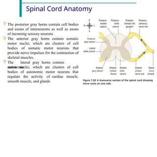 Spinal Cord Anatomy
 The posterior gray horns contain cell bodies
and axons of interneurons as well as axons
of incoming sensory neurons
 The anterior gray horns somatic
motor nuclei, which are
contain
clusters
bodies of somatic motor neurons
of cell
that
provide nerve impulses for the contraction of
skeletal muscles.
 The lateral gray horns contain
autonomic
motor nuclei, which are clusters of
neurons
cell
that
bodies of autonomic motor
regulate the activity of cardiac muscle,
smooth muscle, and glands
 