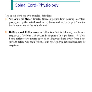 Spinal Cord- Physiology
The spinal cord has two principal functions
1. Sensory and Motor Tracts- Nerve impulses from sensory receptors
propagate up the spinal cord to the brain and motor output from the
brain travels down the to body parts
2. Reflexes and Reflex Arcs- A reflex is a fast, involuntary, unplanned
sequence of actions that occurs in response to a particular stimulus.
Some reflexes are inborn, such as pulling your hand away from a hot
surface before you even feel that it is hot. Other reflexes are learned or
acquired.
 
