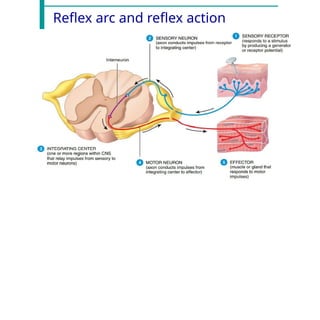 Reflex arc and reflex action
 