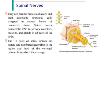Spinal Nerves
 They are parallel bundles of axons and
their associated neuroglial cells
of
wrapped in several layers
connective tissue. Spinal nerves
connect the CNS to sensory receptors,
muscles, and glands in all parts of the
body.
 The 31 pairs of spinal nerves are
named and numbered according to the
region and level of the vertebral
column from which they emerge.
 